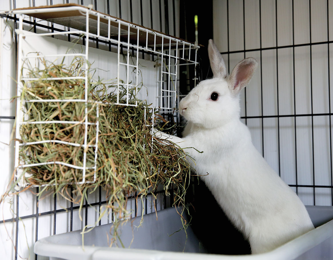 House Rabbit
